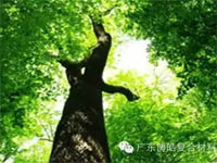 【博皓感悟】欲為大樹，莫與草爭